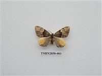 藏品(尺蛾584)的圖片